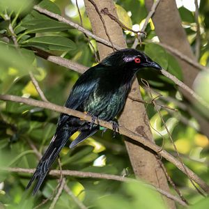 Metallic Starling