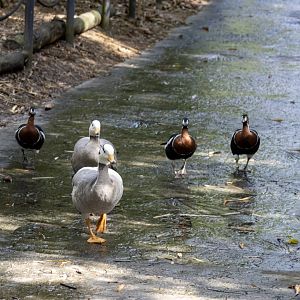Bar-headed and Red-breasted Geese