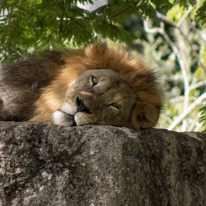 African Lion