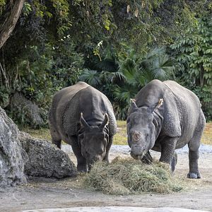 Greater One-horned Rhinoceros