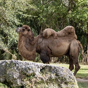 Bactrian Camel