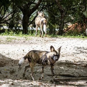 African Spotted Dog