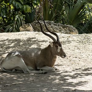 Addax