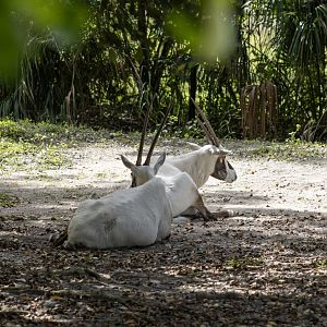 Arabian Oryx