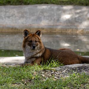 Dhole