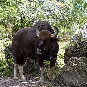 Gaur
