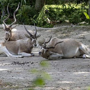 Addax