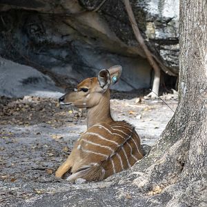 Lowland Nyala