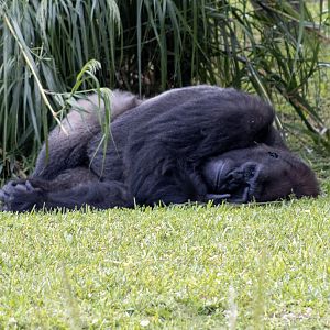 Lowland Gorilla (look carefully and you'll see he is sending the casual zoo photography enthusiast a message)