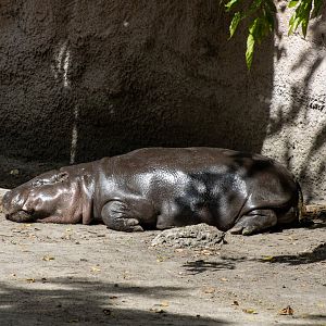 Pygmy Hippopotamus