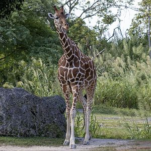 Giraffe