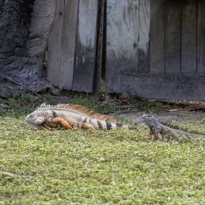 Iguanas