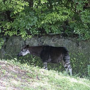 Okapi