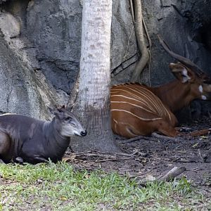 Yellow-backed Duiker and Bongo