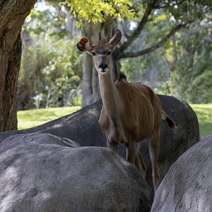 Greater Kudu