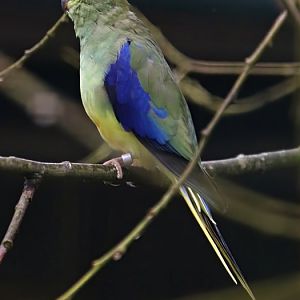 Blue-winged parrot (Neophema chrysostoma)