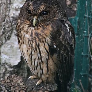Mottled owl (Ciccaba virgata)