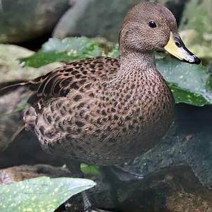 South Georgia pintail (Anas georgica georgica)