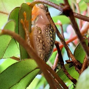 White-spotted Reed Frog (possibly)