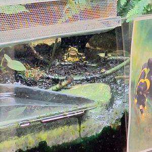 Variable Harlequin Toad