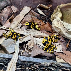 Bumblebee Poison Dart Frogs