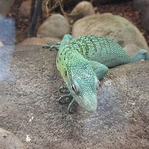 Green Tree Monitor
