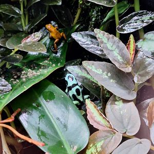 Strawberry and Green and Black Poison Dart Frogs