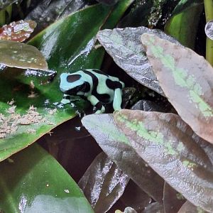 Green and Black Poison Dart Frog