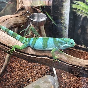 Fiji Banded Iguana