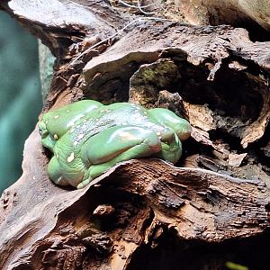 Magnificent Tree Frog