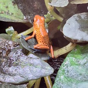Strawberry Poison Dart Frog