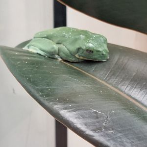 Sylvia's Leaf Frog (I think)