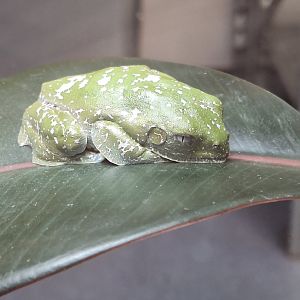 Sylvia's Leaf Frog (I think)