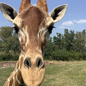 “Reticulated” Giraffe Patty up close on Safari ride 3/21/24