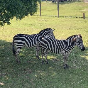Grevy’s Zebras 3/21/24