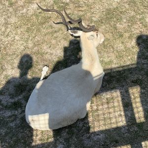 Addax 3/21/24