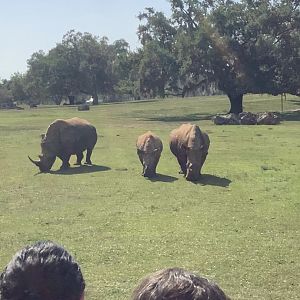 White Rhinoceroses 3/21/24