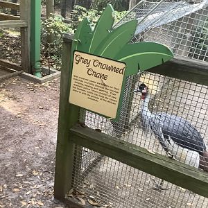 Grey Crowned Crane 3/21/24