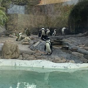 Penguins 3/21/24