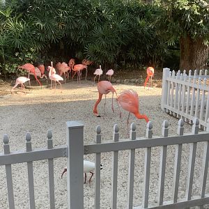 Flamingos 3/21/24