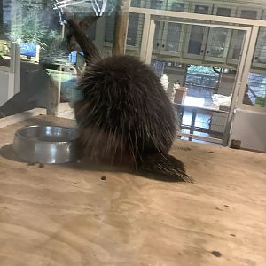 North American Porcupine 3/21/24