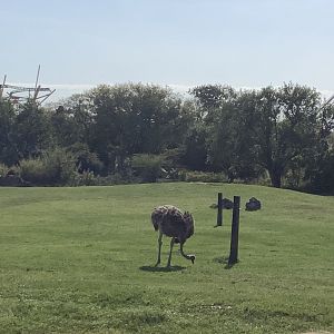 Wilma the “Ost-Raffe” 3/21/24