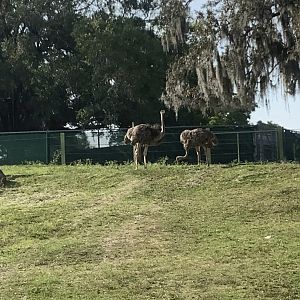 Female Common Ostriches 3/21/24