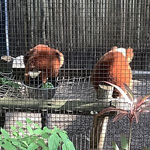 Red Ruffed Lemurs 3/21/24