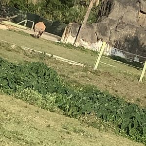 Black Rhinoceros Jody 3/21/24