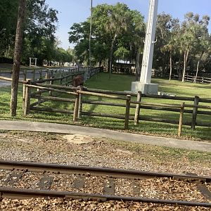 Watusi Cattle 3/21/24