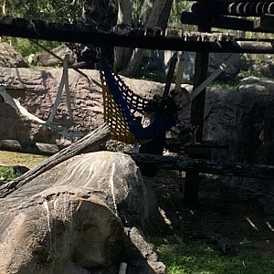 Ring-Tailed Lemurs 3/21/24