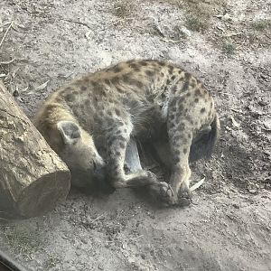 Spotted Hyena 3/21/24