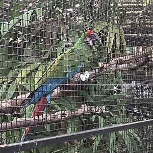 Macaw 3/21/24