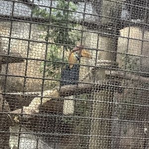 Sulawesi Red-Knobbed Hornbill 3/21/24